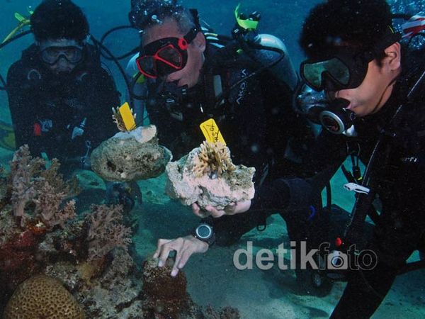 Tanam Karang di Pulau Menjangan Bali Barat