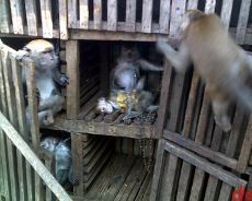 Monyet Iwan Serang 2 Warga di Jakbar, Operasi Perburuan Digelar