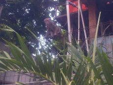 Monyet Betina Dikerahkan Rayu Monyet Ngamuk di Palmerah