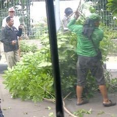 Pohon Tumbang di Kalibata Timpa 2 Mobil