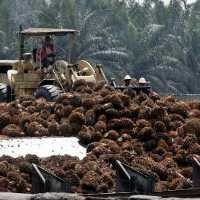 Harga CPO Anjlok, Ini Curhatan Pengusaha Sawit