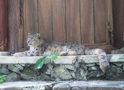 Snow Leopard, Penghuni Baru Taman Safari Cisarua, Bogor