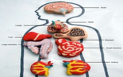 Wow, Ada Macaron Jantung, Otak, dan Ginjal!