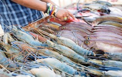 Gandeng LPPOM MUI, Kementerian Perikanan Rasakan Banyak Manfaat