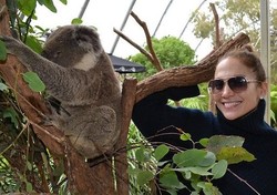 Kisah Koala yang Beruntung Dipeluk J-Lo Sampai Mila Kunis