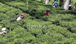 Negara Produsen, RI Malah Diserbu Teh Impor
