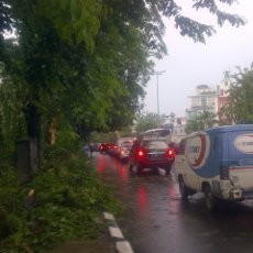 Pohon Tumbang di Jalan Panjang, 1 Orang Jadi Korban
