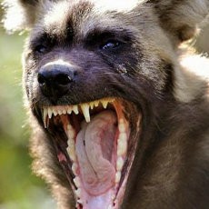 Bertambah, Korban Tewas Serangan Anjing Liar di Meksiko Jadi 5 Orang