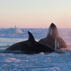 Duh! Terjebak Es di Kanada, 12 Ekor Paus Terancam Mati