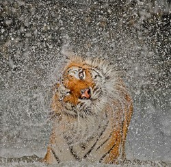 Ini Dia Jawara Foto National Geographic 2012 