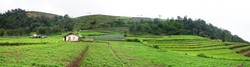Hamparan Bukit Hijau