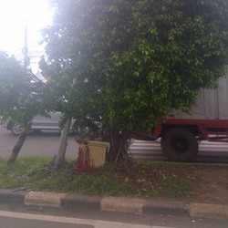 Kecelakaan Motor di Kalimalang, Faisal Nyangkut di Pohon Beringin