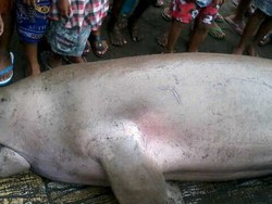 Nelayan Temukan Duyung Mengambang di Laut Sulawesi