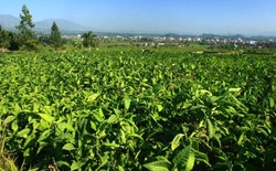 Mentan: Tembakau Untuk Rokok RI Sebagian Besar Diimpor