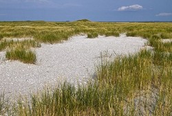 Wow! Ada Pulau Muncul di Lepas Pantai Jerman