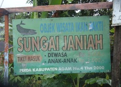 Ada Ikan Sakti di Sumatera Barat