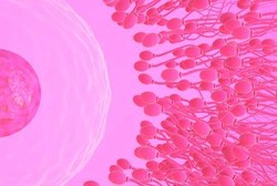 Ini Triknya Jika Ingin Punya Sperma Berlimpah