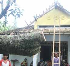 Ratusan Pohon di Pacitan Tumbang Diterjang Angin Kencang