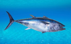 Penangkapan Berlebihan, Populasi Bluefin Tuna Turun 96 persen