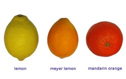 Wah, Ada Jeruk Lemon Semanis Jeruk Mandarin!