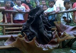 Untuk Kedua Kalinya, Bunga Bangkai Tumbuh di Pekarangan Rumah Abeh