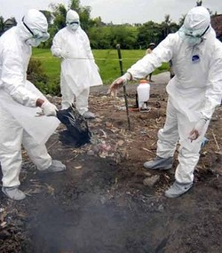 Pemerintah Klaim Masih Sanggup Kendalikan Kasus Flu Burung