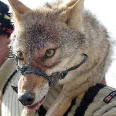 Main Sendirian, Bocah 2 Tahun Tewas Diserang Serigala