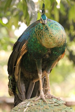 Peacock