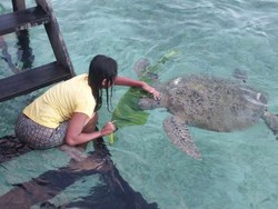 Begini Cara Hemat Traveling ke Pulau Derawan