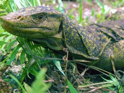 Ada Komodo di Filipina!