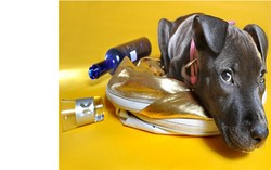 Vodka Menyelamatkan Seekor Anak Anjing dari Kematian