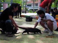 Ajang Kumpul Para Pecinta Musang