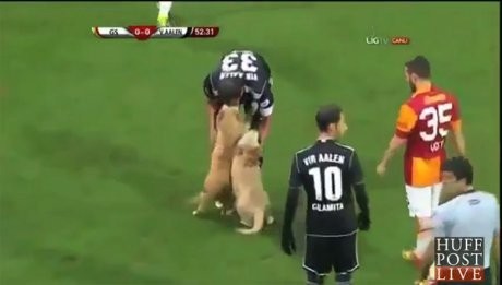 Ketika Pertandingan Sepakbola Diganggu Anjing