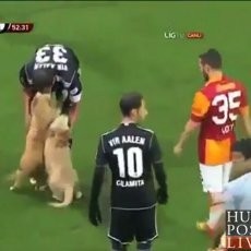 Ketika Pertandingan Sepakbola Diganggu Anjing