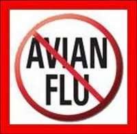 Flu Burung Mulai Merebak di Humbang Hasundutan Sumut