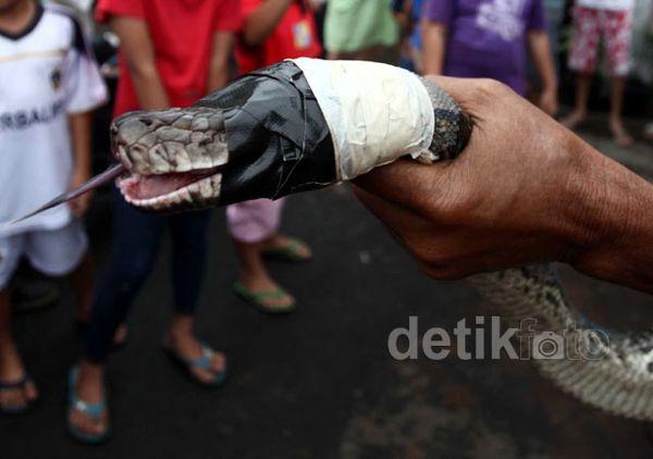 Ular Sanca Muncul di Tengah Banjir