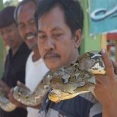 Sanca Pemangsa Burung Ditangkap Warga