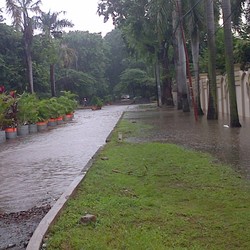 Kawasan Sunter Banjir, Warga: Ngeri Binatangnya, Mas