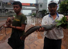 Seru! Berburu Ikan Lele di Sisa Banjir Jl MH Thamrin