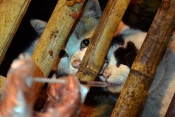 Hendak Dijadikan Santapan, 600 Kucing Diselamatkan di China
