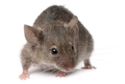 Ini Gejala Orang yang Terkena Penyakit Kencing Tikus