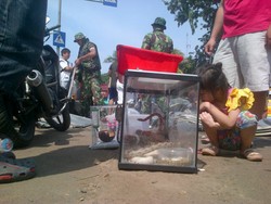 Belasan Ular dari Sebuah Pet Shop di Pluit Tarik Perhatian Warga