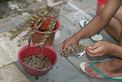 Belalang Goreng, Wisata Kuliner Ekstrem Khas Gunungkidul