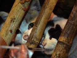 600 Kucing Diselamatkan Sebelum Jadi Bahan Makanan
