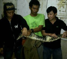 Saat Banjir, Biawak Menyusup di Pabrik Tekstil Tubagus Angke