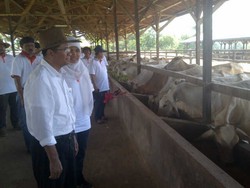 Dahlan Iskan ke Sulawesi Kunjungi Sapi Milik BUMN 