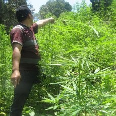 Sangka Ganja Milik Suaminya Pohon Terong, Paula Dilepas Polisi