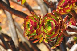 Rose cactus