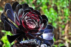 Dark Rose Cactus