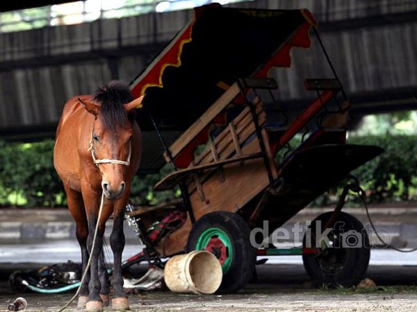Kuda Delman Diungsikan di Kolong Jembatan